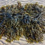 Is Seaweed Fabric Waterproof? Unraveling The Truth